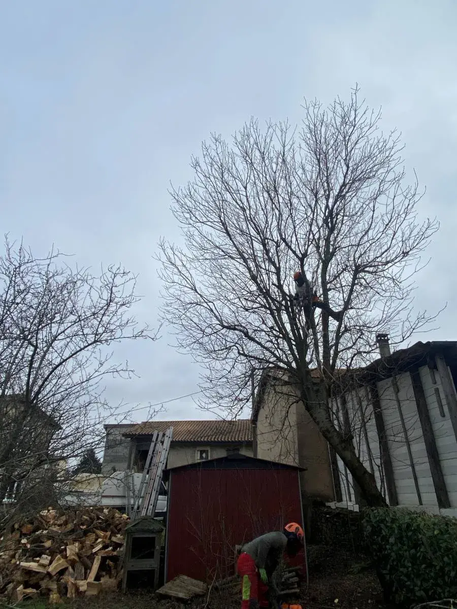 Elagage d'un frêne avec contrainte au sol à Seyssuel