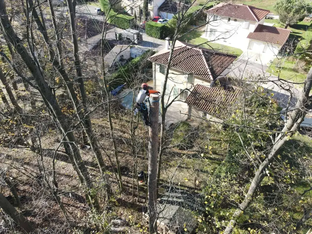 Abattage arbre à Chuzelles